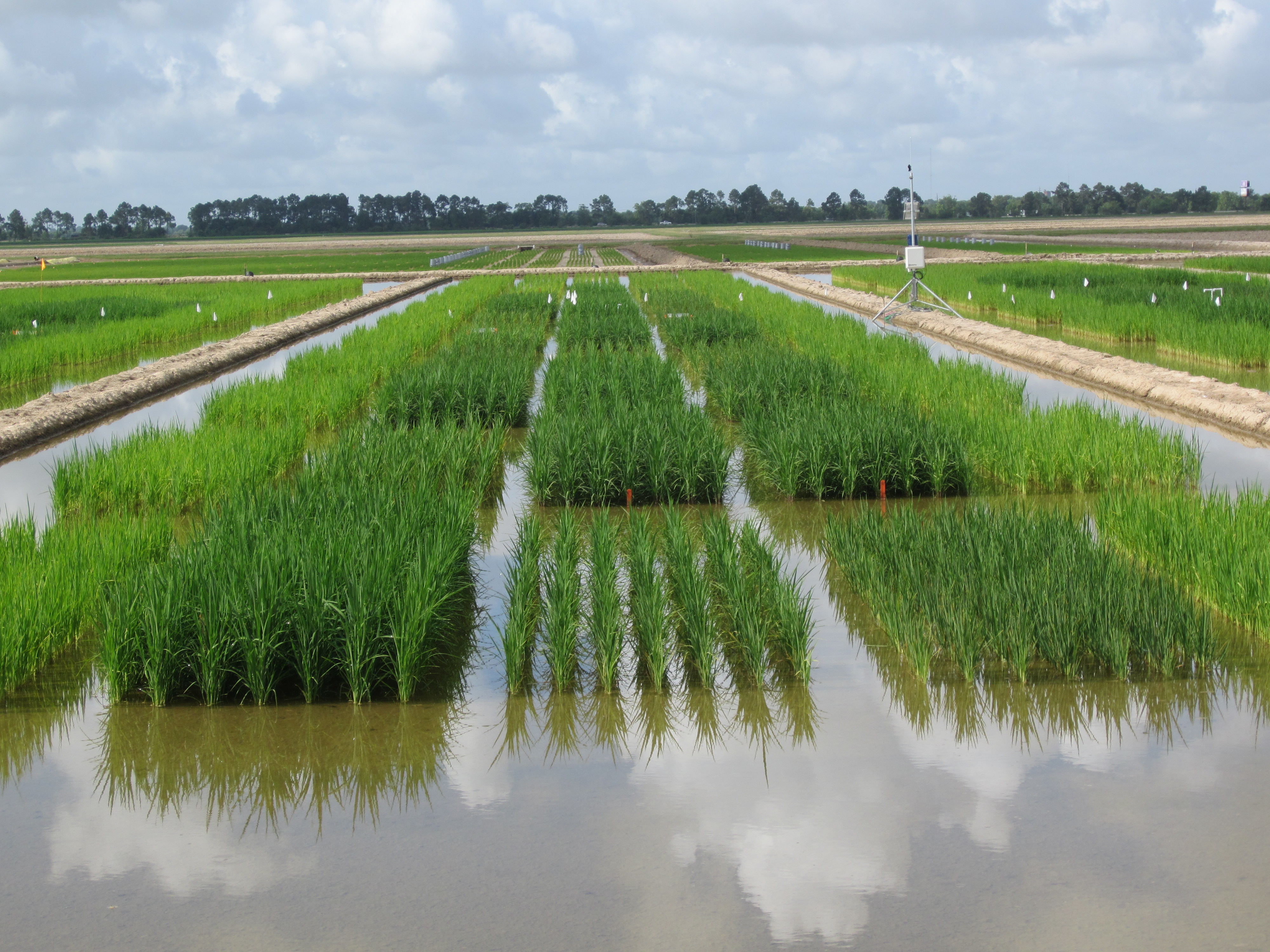 AgCenter schedules rice producer meetings 